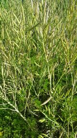 팜모닝 기타작물·자유게시판 게시글 이미지