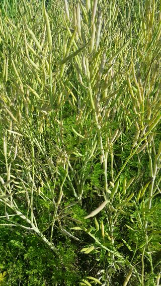 정보센터님의 기타작물 · 자유게시판 작성글 사진