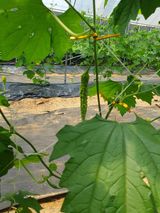 팜모닝 자유주제·자유게시판 게시글 이미지