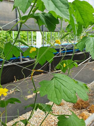 청암농장이은종님의 자유주제 · 자유게시판 작성글 사진