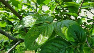 템즈님의 감 · 자유게시판 작성글 사진