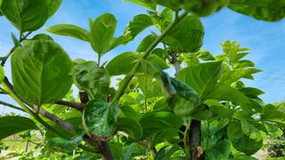 템즈님의 감 · 자유게시판 작성글 사진