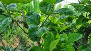 템즈님의 감 · 자유게시판 작성글 사진