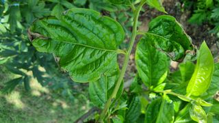 템즈님의 감 · 자유게시판 작성글 사진