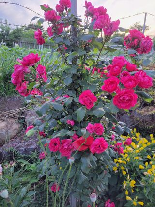 김종옥님의 자유주제 · 자유게시판 작성글 사진