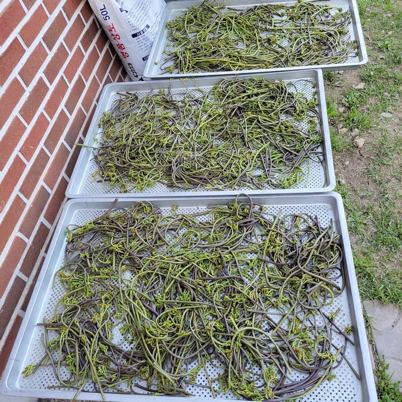 농부쑤니님의 장터 판매 상품 [경북 문경 건고사리 100g(직접수확)] 첨부 사진