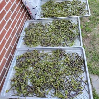 농부쑤니님의 작성글 사진