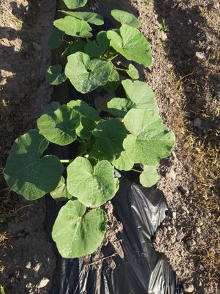 유석범님의 호박 · 자유게시판 작성글 사진