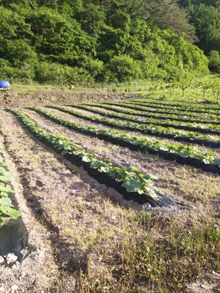 유석범님의 호박 · 자유게시판 작성글 사진