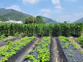 우영옥님의 옥수수 · 자유게시판 작성글 사진
