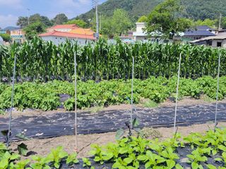 우영옥님의 옥수수 · 자유게시판 작성글 사진