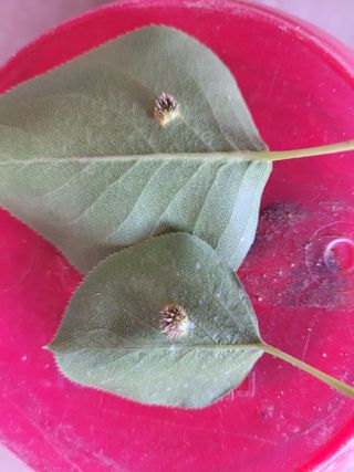 김태연님의 배 · 병해충상담 작성글 사진