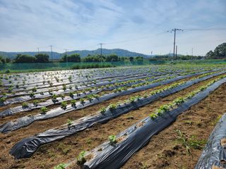 HYUN님의 참깨 · 자유게시판 작성글 사진