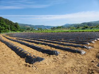 HYUN님의 참깨 · 자유게시판 작성글 사진