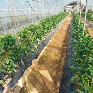 강원도 횡성군님의 고추 · 일상 작성글 사진