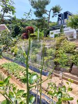 팜모닝 기타작물·병해충상담 게시글 이미지