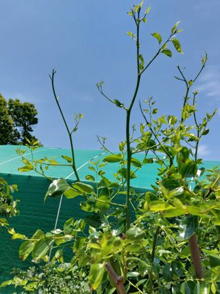 심재실님의 기타작물 · 병해충상담 작성글 사진