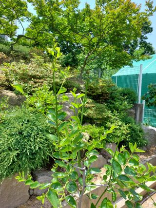 심재실님의 기타작물 · 병해충상담 작성글 사진