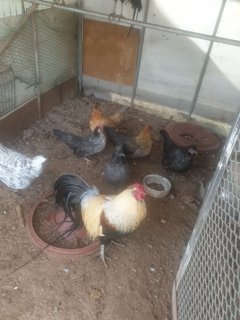 장터 상품 [청계,긴꼬리닭] 썸네일