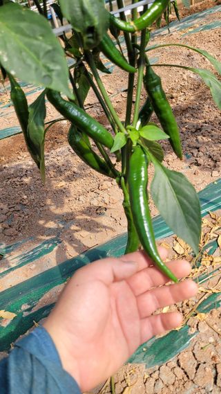 무안선유농원님의 고구마 · 자유게시판 작성글 사진