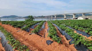 무안선유농원님의 고구마 · 자유게시판 작성글 사진