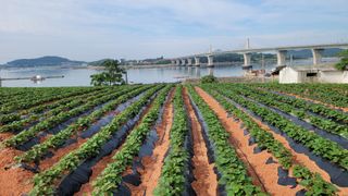 무안선유농원님의 고구마 · 자유게시판 작성글 사진