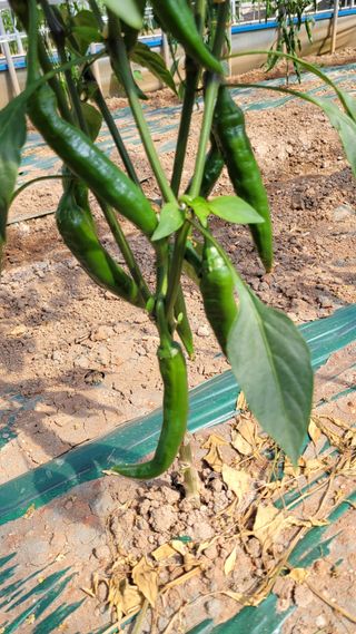 무안선유농원님의 고구마 · 자유게시판 작성글 사진