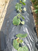 팜모닝 자유주제·자유게시판 게시글 이미지