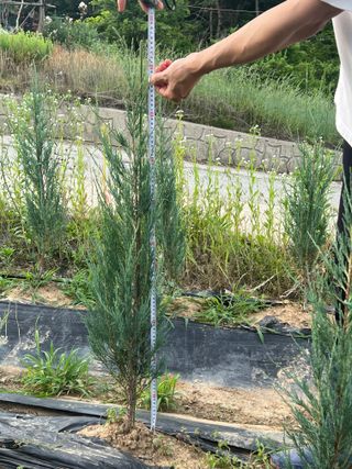 충남 아산 박양석 님의 기타작물 · 자유게시판 작성글 사진