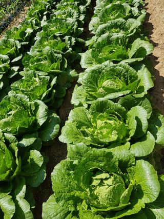 담디농원님의 자유주제 · 자유게시판 작성글 사진