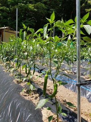 담디농원님의 자유주제 · 자유게시판 작성글 사진