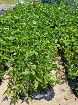 담디농원님의 자유주제 · 자유게시판 작성글 사진