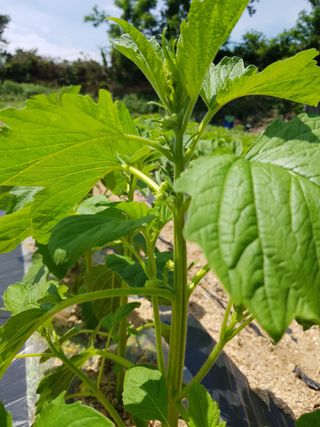 담디농원님의 자유주제 · 자유게시판 작성글 사진