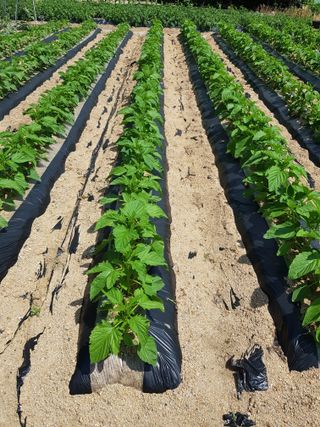 담디농원님의 자유주제 · 자유게시판 작성글 사진