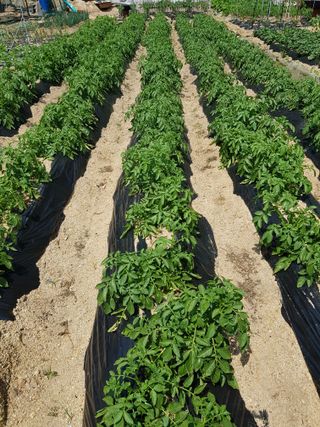 담디농원님의 자유주제 · 자유게시판 작성글 사진