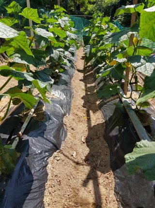 담디농원님의 자유주제 · 자유게시판 작성글 사진