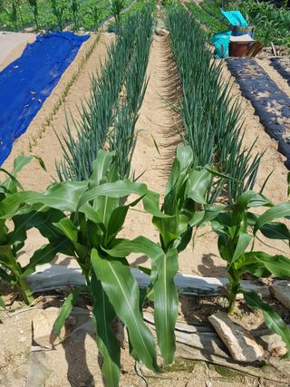 담디농원님의 자유주제 · 자유게시판 작성글 사진