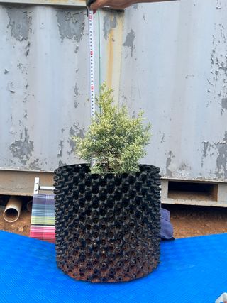 충남 아산 박양석 님의 기타작물 · 자유게시판 작성글 사진