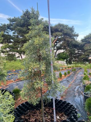 충남 아산 박양석 님의 기타작물 · 자유게시판 작성글 사진