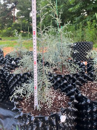 충남 아산 박양석 님의 기타작물 · 자유게시판 작성글 사진