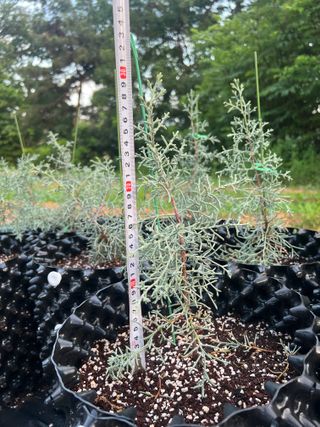 충남 아산 박양석 님의 기타작물 · 자유게시판 작성글 사진