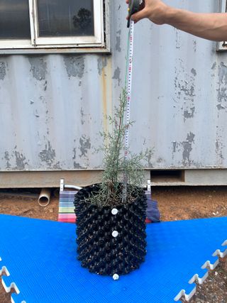 충남 아산 박양석 님의 기타작물 · 자유게시판 작성글 사진