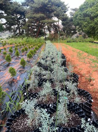 충남 아산 박양석 님의 기타작물 · 자유게시판 작성글 사진