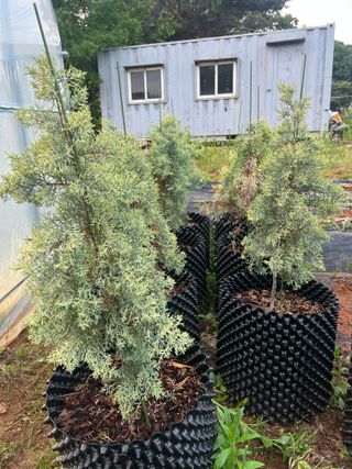 충남 아산 박양석 님의 기타작물 · 자유게시판 작성글 사진