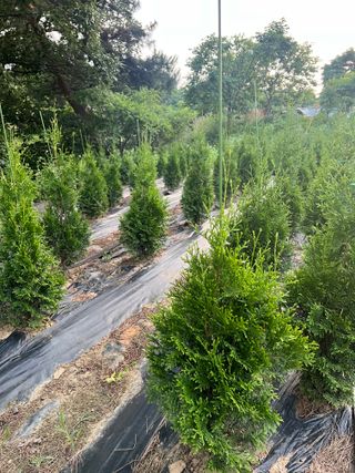 충남 아산 박양석 님의 기타작물 · 자유게시판 작성글 사진