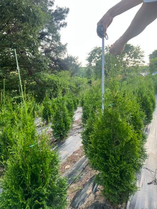 충남 아산 박양석 님의 기타작물 · 자유게시판 작성글 사진