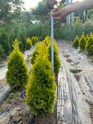 충남 아산 박양석 님의 기타작물 · 자유게시판 작성글 사진