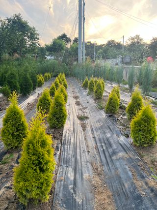 충남 아산 박양석 님의 기타작물 · 자유게시판 작성글 사진