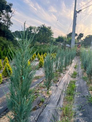 충남 아산 박양석 님의 기타작물 · 자유게시판 작성글 사진