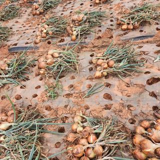 시골에 살어리랏다 님의 자유주제 · 사진전 작성글 사진